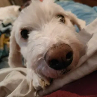 🧐 69ef80a7 pies, zwierzę domowe, zwierzę, biały pies, słodki, zwierzę domowe telegram sticker