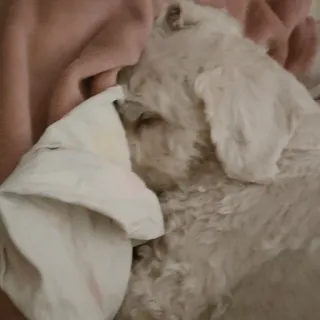 😴 6a85dbdf pies, szczeniak, słodki, zwierzę, zwierzak, biały, puchaty telegram sticker