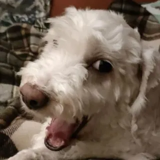 😉 703e4b8f pies, ziewanie, zwierzę domowe, biały pies, zwierzę, słodki telegram sticker