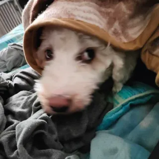 👽 730d7936 pies, szczeniak, słodki, zwierzę domowe, zwierzę telegram sticker