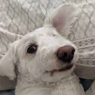 🙂 7780d6cc pies, biały pies, zwierzę, zwierzak, słodki, portret telegram sticker