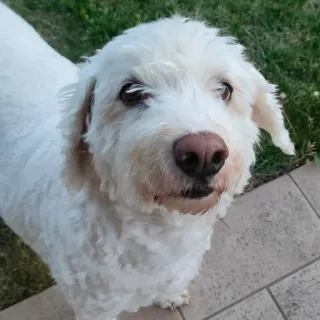 🧐 79fca98d pies, biały pies, zwierzę domowe, zwierzę, słodki, portret, szczeniak telegram sticker