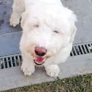 😂 8a0612ca pies, biały pies, zwierzę domowe, zwierzę, ssak, psi telegram sticker