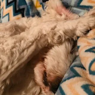 😴 8b77af8b pies, zwierzę domowe, zwierzę, śpiący, słodki, puszysty, biały pies telegram sticker