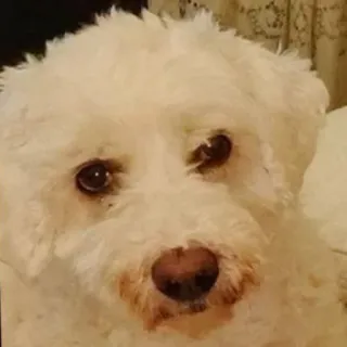 😡 a757a090 pies, biały pies, szczeniak, słodki, zwierzę domowe, zwierzę telegram sticker