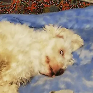 👀 a88ca8a4 pies, biały pies, zwierzę domowe, zwierzę, puszysty, zwierzę domowe telegram sticker