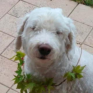 😑 b937729d pies, zwierzę domowe, zwierzę, biały pies, słodki, liść, wieniec telegram sticker