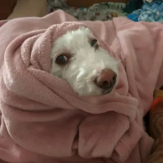 🛏 bb160002 pies, zwierzę domowe, zwierzę, koc, słodki, przytulny telegram sticker