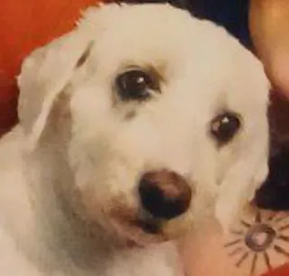 🫥 cb342963 pies, szczeniak, zwierzę domowe, zwierzę, biały pies, słodki, zwierzę domowe, mały pies telegram sticker