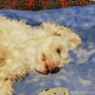 👁 cb521948 pies, zwierzę domowe, zwierzę, białe futro, mały pies, leżący telegram sticker