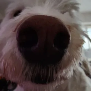 🐽 d2e3e3e5 pies, zbliżenie, nos, zwierzę, zwierzak, biały pies telegram sticker