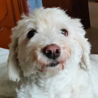 ☺️ e06393e9 pies, zwierzę domowe, biały, zwierzę, puszysty, słodki telegram sticker