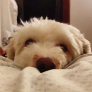 🫠 e165c740 pies, szczeniak, słodki, zwierzę, zwierzak telegram sticker