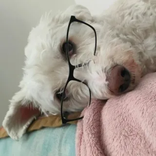 🤓 e1ad78de pies, okulary, zwierzę domowe, zwierzę, słodki, czytanie, mądry telegram sticker