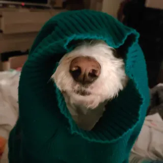 🥷 f70859c4 pies, sweter, zwierzę, zwierzak, słodki, portret telegram sticker