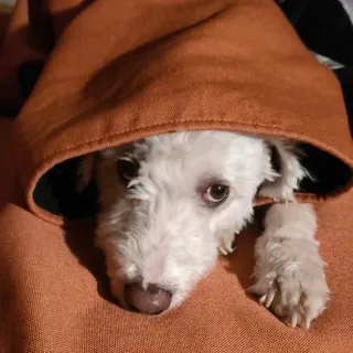 🧙 faaa5357 pies, zwierzak, zwierzę, słodki, portret, bluza z kapturem, przytulny telegram sticker