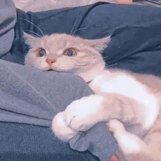 🍥 0647f876 kot, słodki, zwierzę domowe, zwierzę, koci whatsapp sticker