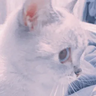 🍥 113bb4e2 kot, biały kot, zwierzę, zwierzak, niebieskie oczy whatsapp sticker