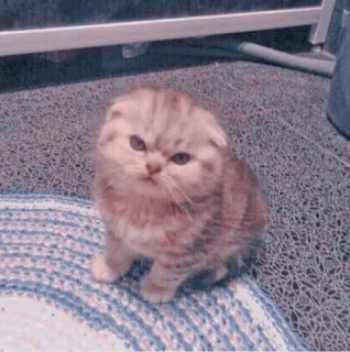 🍥 11d6f293 kot, kociak, słodki, Scottish Fold, kot domowy, zwierzę whatsapp sticker