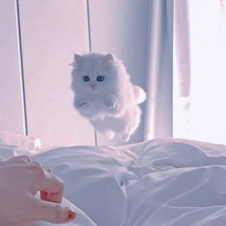 🍥 1246d906 kot, kotek, latający, biały, łóżko, słodki, zwierzę, zwierzę domowe whatsapp sticker