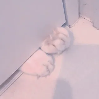 🍥 29f910ac chomik, drzwi, róg, zwierzę domowe, słodki, zwierzę whatsapp sticker