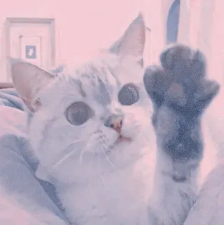 🍥 2d88872e kot, kociak, zwierzę domowe, słodki, zwierzę, łapa whatsapp sticker