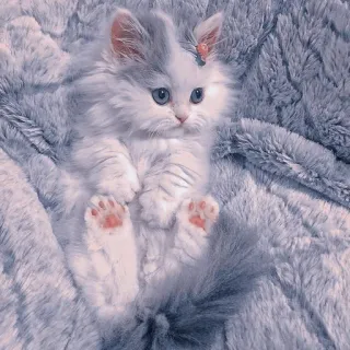 🍥 4339b0d2 kot, kociak, słodki, zwierzę domowe, zwierzę, puszysty whatsapp sticker