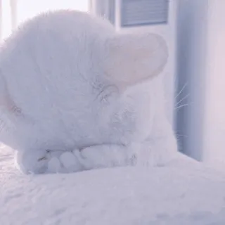 🍥 44eb7ee1 kot, biały, zwierzę domowe, zwierzę, kot domowy, ssak whatsapp sticker