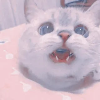 🍥 558eecad kot, zwierzę, słodki, zwierzę domowe, kociak, koci, kot domowy whatsapp sticker