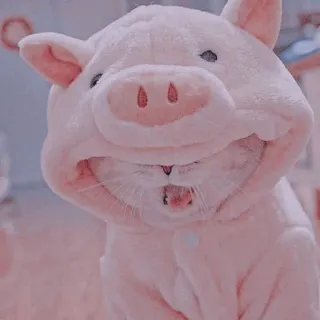 🍥 5768647a kot, świnia, zwierzę, zwierzak, kostium, słodki whatsapp sticker
