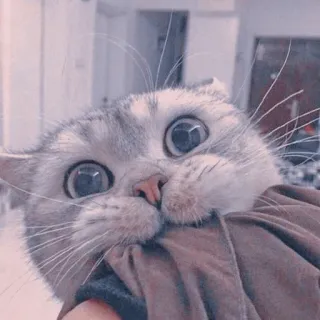 🍥 5776a16b kot, kociak, słodki, zwierzę, zwierzę domowe, Scottish Fold whatsapp sticker