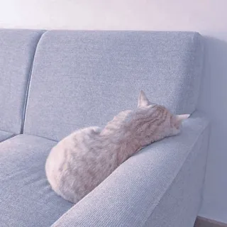 🍥 59040a63 kot, kanapa, zwierzę domowe, zwierzę, sen, zwierzę domowe, kotowate whatsapp sticker