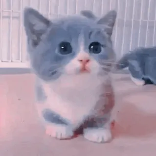 🍥 5d3d96b8 kot, kociak, słodki, zwierzę domowe, zwierzę, kot domowy whatsapp sticker