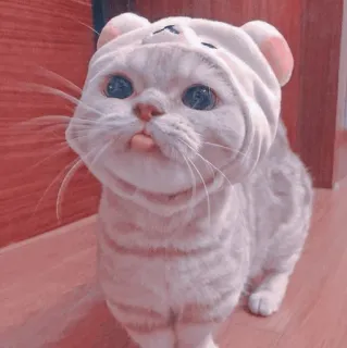 🍥 65c0bc64 kot, kociak, słodki, zwierzę, zwierzak, kapelusz, uroczy whatsapp sticker