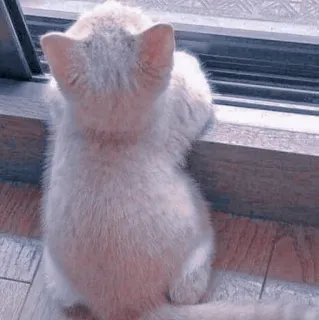 🍥 6867564e kot, kociak, zwierzę domowe, okno, słodki, zwierzę whatsapp sticker