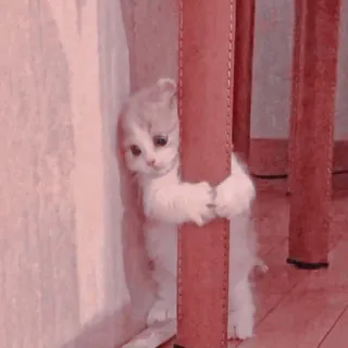 🍥 68921775 kot, kociak, słodki, zwierzę, domowy, koci whatsapp sticker