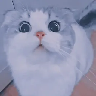 🍥 6c81cc08 kot, kociak, słodki, zwierzę, zwierzak, puchaty whatsapp sticker