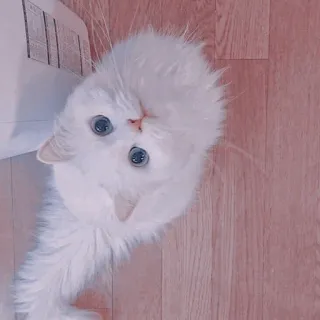 🍥 82df4f28 kot, słodki, zwierzę domowe, zwierzę, biały kot, puszysty, kociak whatsapp sticker