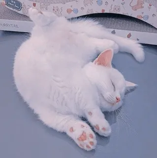 🍥 8958c17b kot, śpiący, biały kot, zwierzę, słodki, zwierzę domowe whatsapp sticker