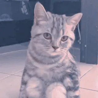 🍥 920a31c2 kot, kociak, zwierzę, zwierzę domowe, słodki, kot domowy, koci whatsapp sticker