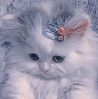 🍥 99168e9f kot, kotek, zwierzę domowe, zwierzę, słodki, puszysty, spinka whatsapp sticker