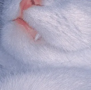 🍥 aac04141 kot, kły, zwierzę, zwierzak, biały kot, śpiący whatsapp sticker