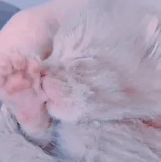 🍥 c3165dd8 kot, zwierzę domowe, zwierzę, biały kot, śpiący, zwierzę domowe, koci whatsapp sticker