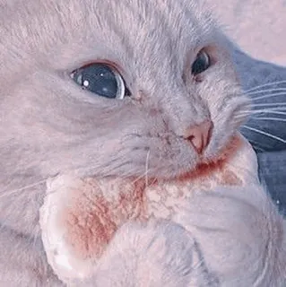 🍥 cedbec5f kot, zwierzę, zwierzak, słodki, kociak whatsapp sticker