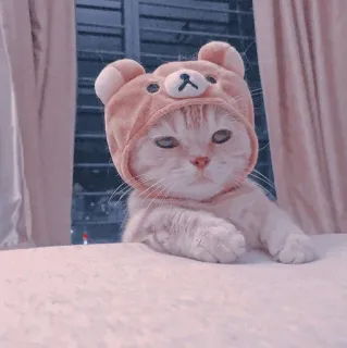 🍥 e2b78a24 kot, zwierzę, zwierzak, słodki, kociak, czapka niedźwiedzia whatsapp sticker