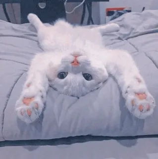 🍥 e64752bd kot, słodki, zwierzę, biały, kociak, zwierzę domowe, uroczy whatsapp sticker