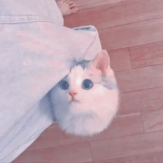 🍥 e8cfb1a3 kot, kociak, słodki, zwierzę domowe, zwierzę, domowy, puszysty whatsapp sticker