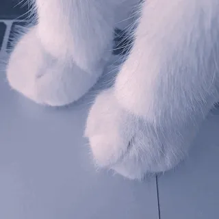 🍥 f4afd05a kot, łapy, biały, słodki, zwierzę domowe, futrzasty, zwierzę whatsapp sticker