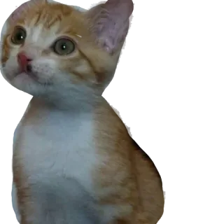 El rostro de los días telegram stickers