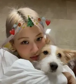 🌸 1b0b73b1 wanita, anjing, hewan peliharaan, hati, pohon Natal, selfie telegram sticker